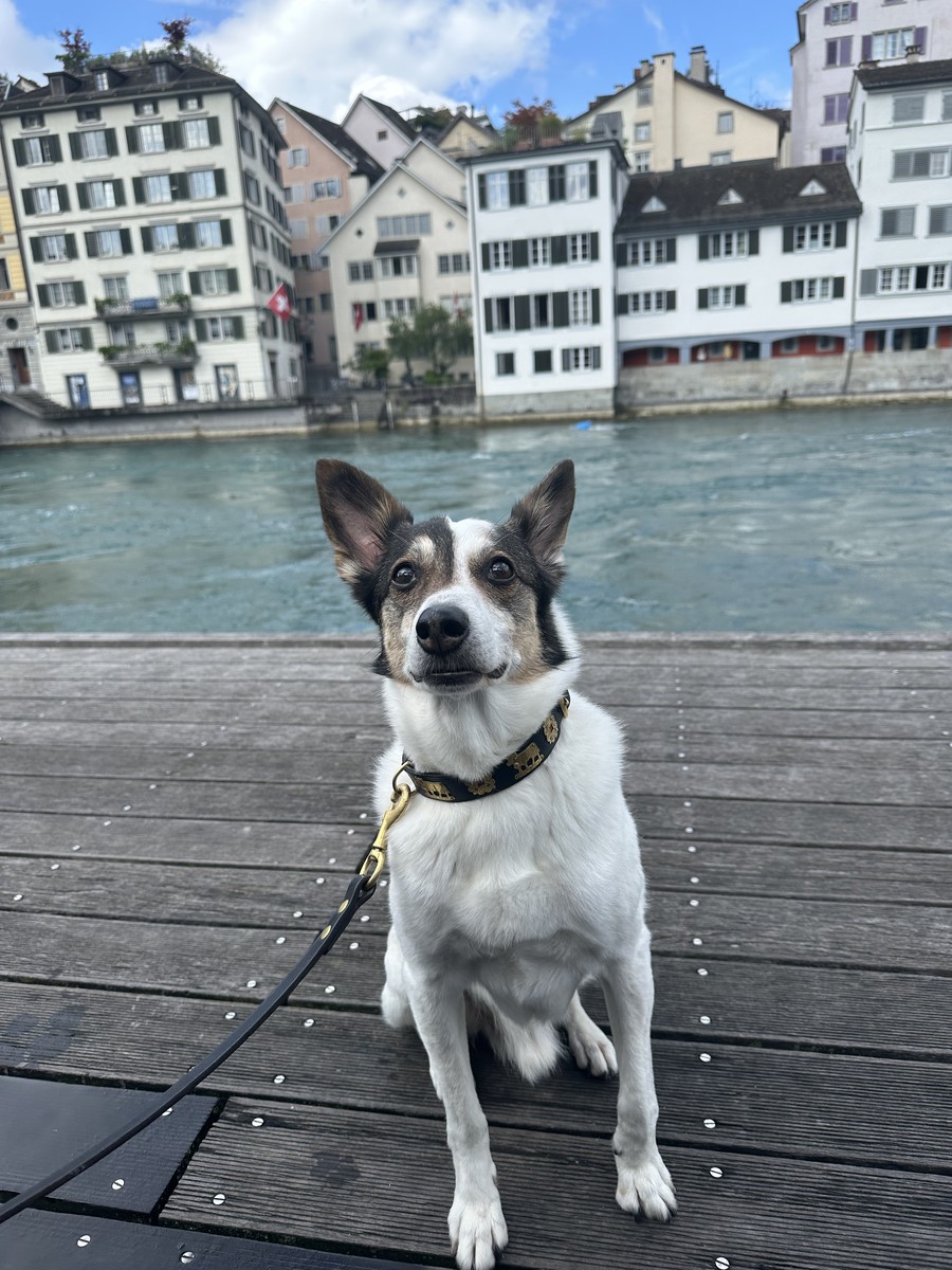 A dog on a daily walk, representing the real-world data behind Olmora's science